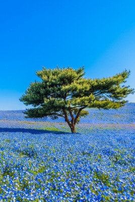 цветы поле дерево flowers field tree