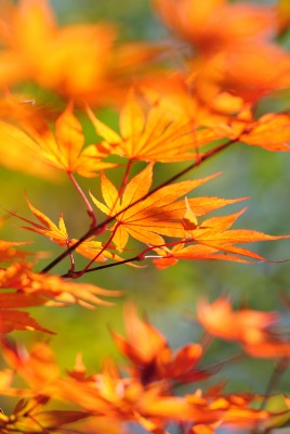 ветка осень branch autumn
