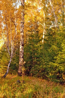 природа деревья осень nature trees autumn