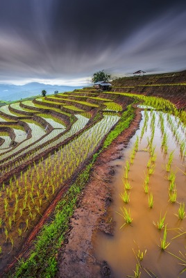 рис природа Таиланд