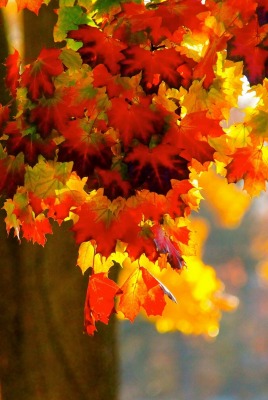 природа деревья листья осень nature trees leaves autumn