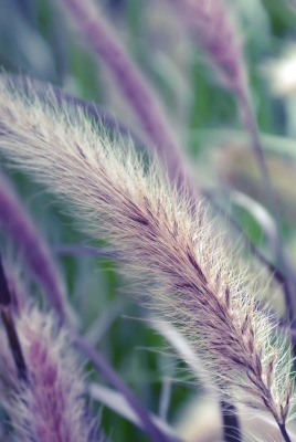 природа трава nature grass