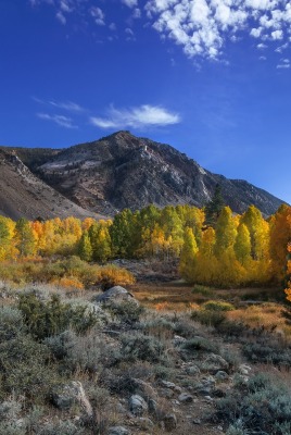 горы осень деревья mountains autumn trees