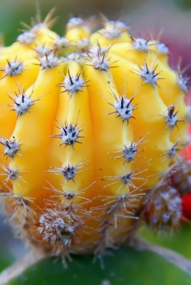 природа цветы кактус nature flowers cactus