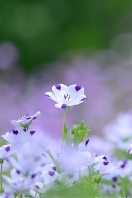 природа цветы белые nature flowers white