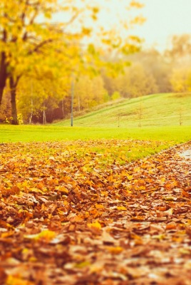 природа листья деревья осень nature leaves trees autumn