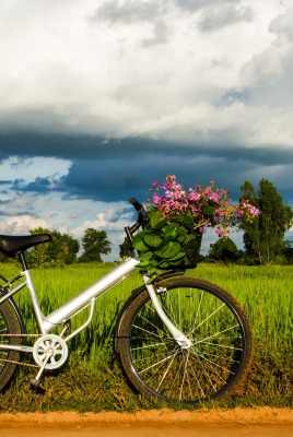 природа велосипед травав nature bike travel