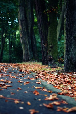 природа осень листья деревья nature autumn leaves trees