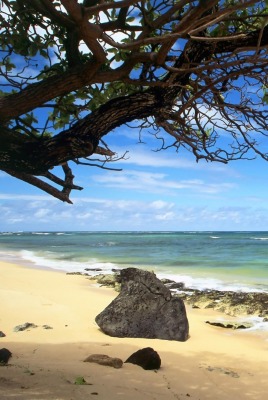 берег море дерево shore sea tree