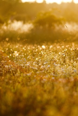 природа дождь nature the rain