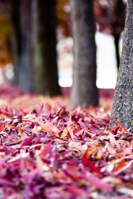 природа листья осень деревья nature leaves autumn trees