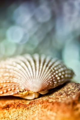 ракушка макро shell macro