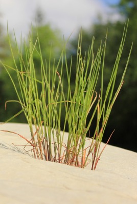 природа трава песок nature grass sand