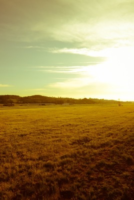 природа поле солнце трава nature field the sun grass