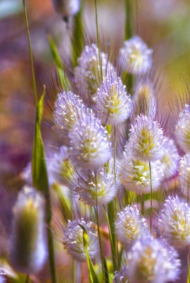 природа трава цветы nature grass flowers