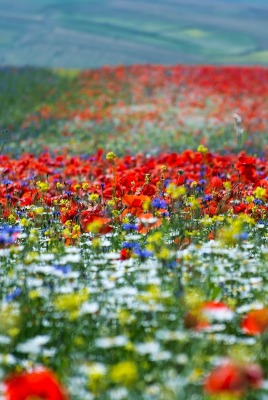 природа цветы поле nature flowers field