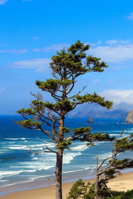 природа деревья море горизонт горы nature trees sea horizon mountains