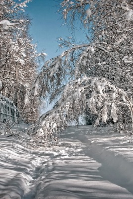 дорога снег деревья road snow trees