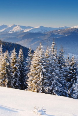 зима горы ели снег winter mountains ate snow