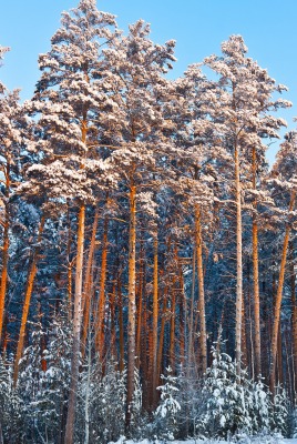 деревья лес зима снег иней trees forest winter snow frost