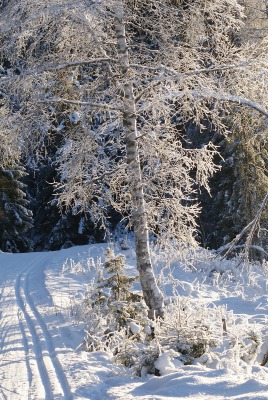 дорога снег лес road snow forest