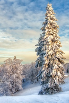 снег ели зима небо snow ate winter the sky