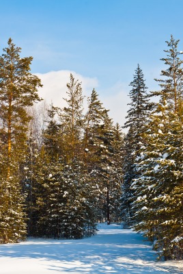 природа деревья снег зима nature trees snow winter