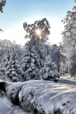 снег зима лучи деревья snow winter rays trees