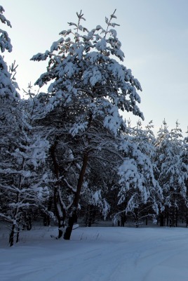 лес ели сосны зима