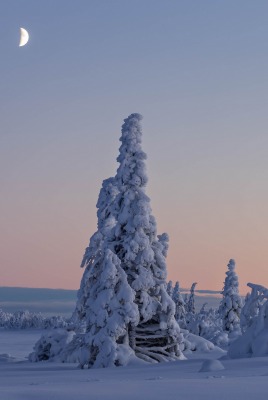 снег зима ели snow winter ate