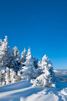 снег зима гора ели snow winter mountain ate