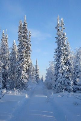 ели снег зима ate snow winter