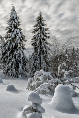 природа деревья снег зима небо nature trees snow winter the sky