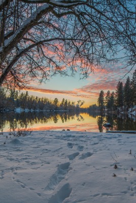 снег озеро деревья snow the lake trees