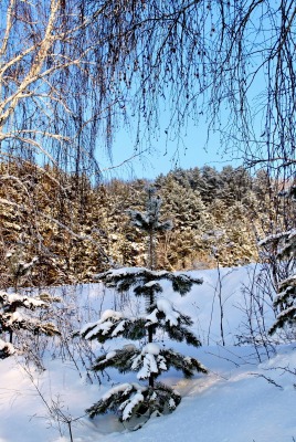 снег березы зима snow birch winter