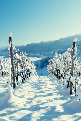 снег плантация snow plantation