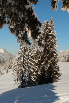 зима снег ели горы winter snow ate mountains