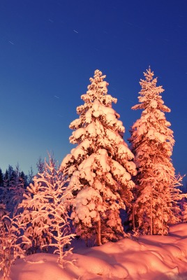 зима снег деревья winter snow trees