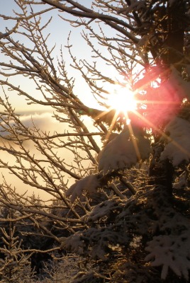 природа деревья солнце nature trees the sun