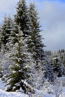 снег ели зима snow ate winter