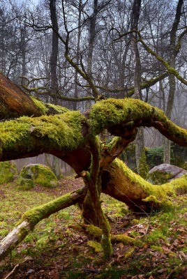 лес мох дерево forest moss tree