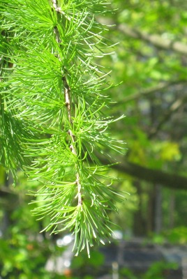 ветка зелень лето branch greens summer