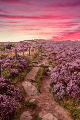 природа поле цветы горизонт небо nature field flowers horizon the sky