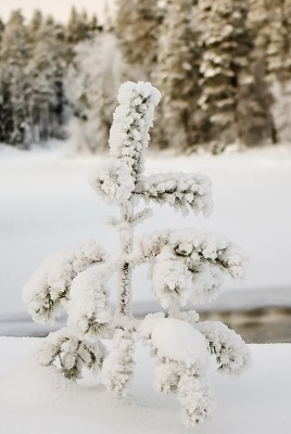 снег ель зима snow spruce winter