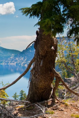 горы озеро деревья корни mountains the lake trees roots