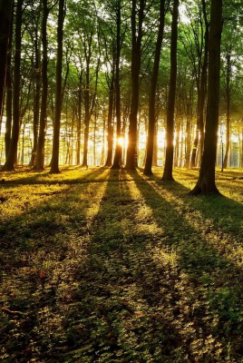лучи лес свет солнце