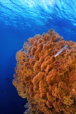 подводный мир кораллы underwater world corals