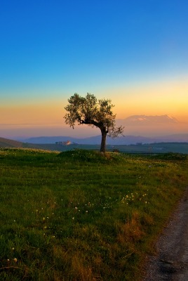 дерево дорога поле холмы tree road field hills