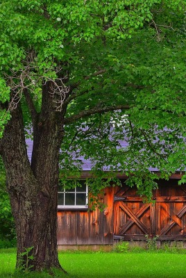 домик дерево лес the house tree forest