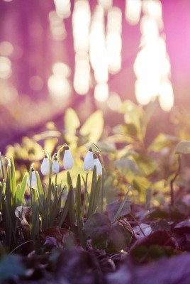 природа цветы подснежники nature flowers snowdrops